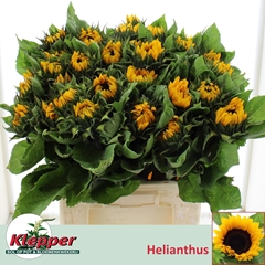 Helianthus Sunrich Orange 60cm