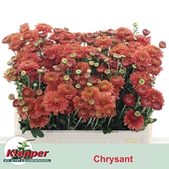 Chrysanth Spray Blenda Red 50cm 50gr.