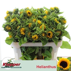 Helianthus Sunrich Orange 70cm