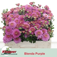 Chrysanth Spray Blenda Purper 50cm 45gr.