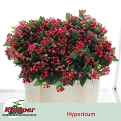 Hypericum Magical Impression 50cm
