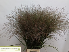 Panicum Squaw 100cm