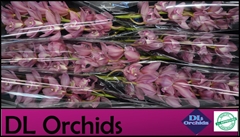 Cymbidium Gerry 80cm