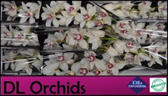 Cymbidium Ivory 60cm