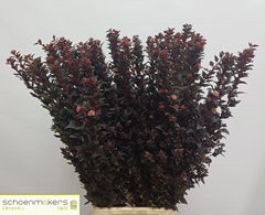 Physocarpus Magical Sweet Cherry 100cm