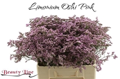 Limonium Safora Oshi Pink 60cm 20gr.