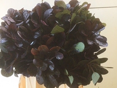Cotinus Coggygria Royal Purple 45cm
