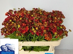 Helenium Festival 70cm
