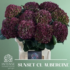Hydrangea Royal Sunset Classic 80cm 19-21cm Hd