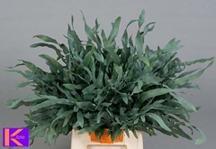 Cyrtomium Fortunei 55cm