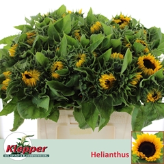 Helianthus Sunrich Orange 60cm
