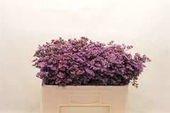 Limonium Safora Pink Sky 50cm 15gr.