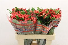 Hypericum Globo Punch 60cm