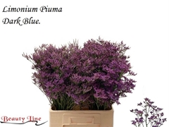 Limonium Piuma Dark Blue 60cm 25gr.