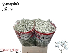 Gypsophila Paniculata Xlence 70cm 15gr.