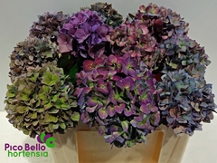 Hydrangea Rodeo Red Classic 50cm 14-16cm Hd