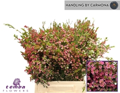 Chamelaucium My Sweet Sixteen 40cm 20gr.