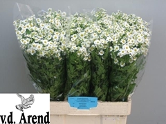Tanacetum Single Vegmo 60cm