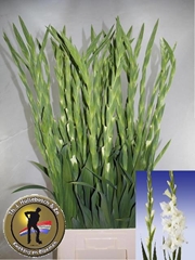 Gladiolus Serena 105cm 170gr.