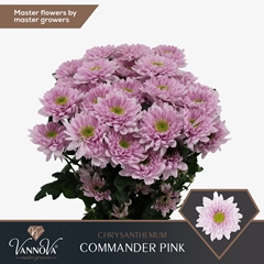 Chrysanth Spray Commander Pink 70cm 90gr.