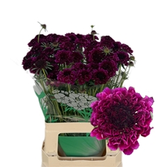 Scabiosa Red Velvet Scoop 65cm