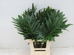 Philodendron Xanadu 70cm 35cm Hd