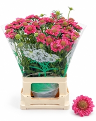 Scabiosa Cotton Candy Scoop 65cm