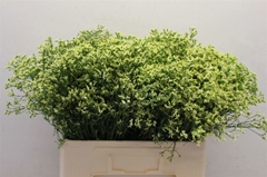 Limonium Sinense Sensy Yellow 60cm 30gr.