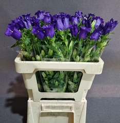 Campanula Champion Blue 55cm