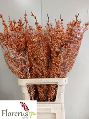 Ilex Verticillata Winter Gold 100cm