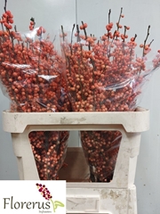 Ilex Verticillata Winter Gold 80cm