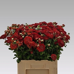 Chrysanth Spray Wendy Red 55cm 55gr.