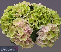 Hydrangea Verena Classic 40cm 14-16cm Hd