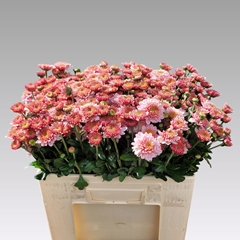 Chrysanth Spray Bella 55cm 55gr.
