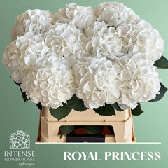 Hydrangea Royal Princess 80cm 18-20cm Hd