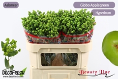 Hypericum Globo Applegreen 70cm