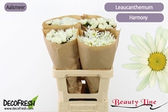 Leucanthemum Harmony 60cm