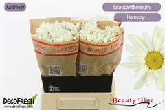 Leucanthemum Harmony 45cm