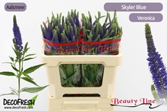 Veronica Longifolia Skyler Blue 50cm
