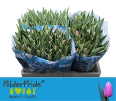 Tulip Single Tresor 40cm 40gr.