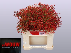 Rosa Plenty 35cm