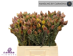 Leucadendron Rubrum 60cm