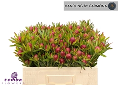 Leucadendron Ayoba Cherry Pearl 50cm Twisted