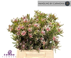 Leucadendron Ayoba Star Pearl 40cm Spray