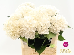 Hydrangea Royal Princess 60cm 16-18cm Hd