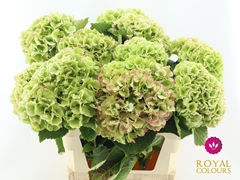 Hydrangea Royal Princess 80cm 20-22cm Hd