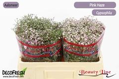 Gypsophila Paniculata Pink Haze 50cm 10gr.