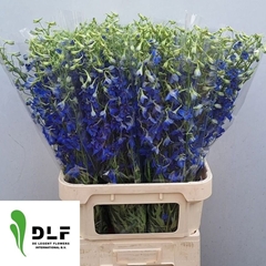 Delphinium Single Volkerfrieden 90cm