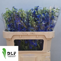 Delphinium Single Volkerfrieden 70cm