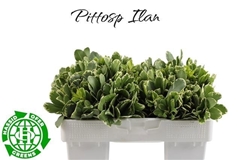 Pittosporum Tobira Ilan 35cm
